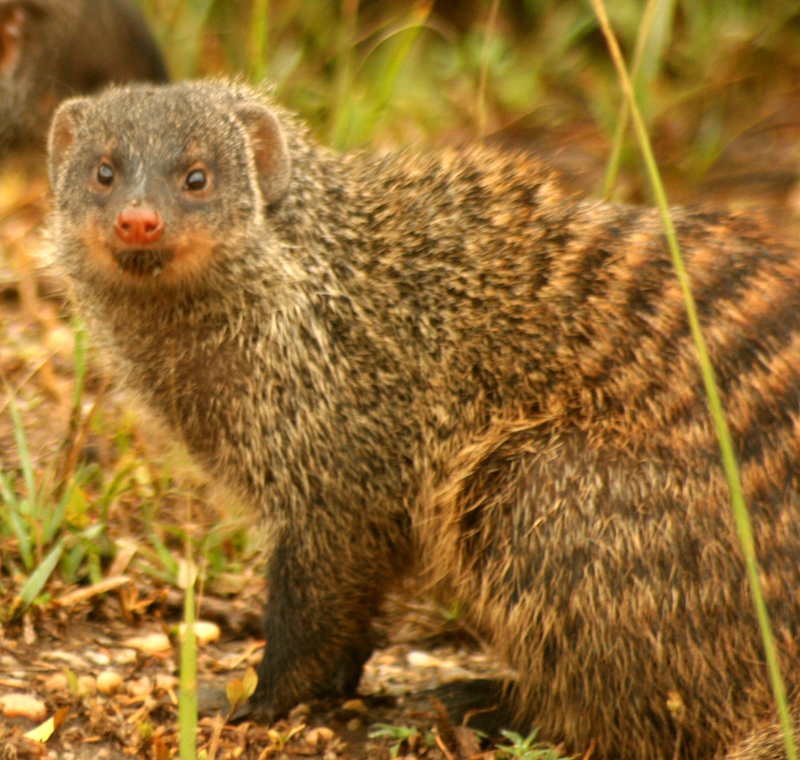 Photo: Wikipedia